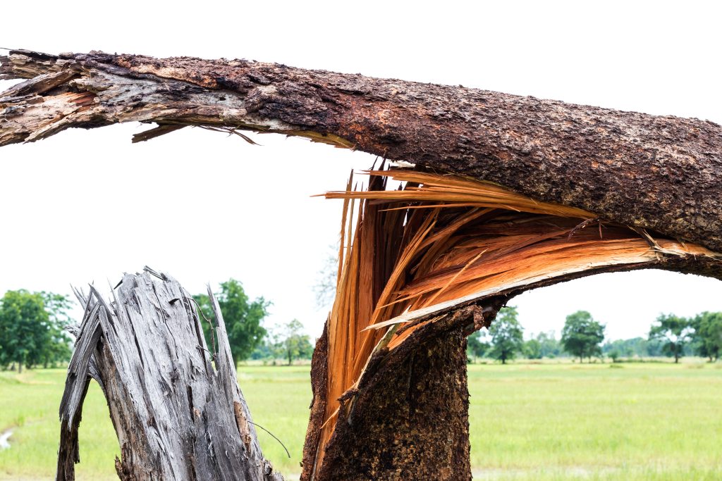 Close-up image of a steamed stem tree with broken stem torn off by the wind blowing the storm.
